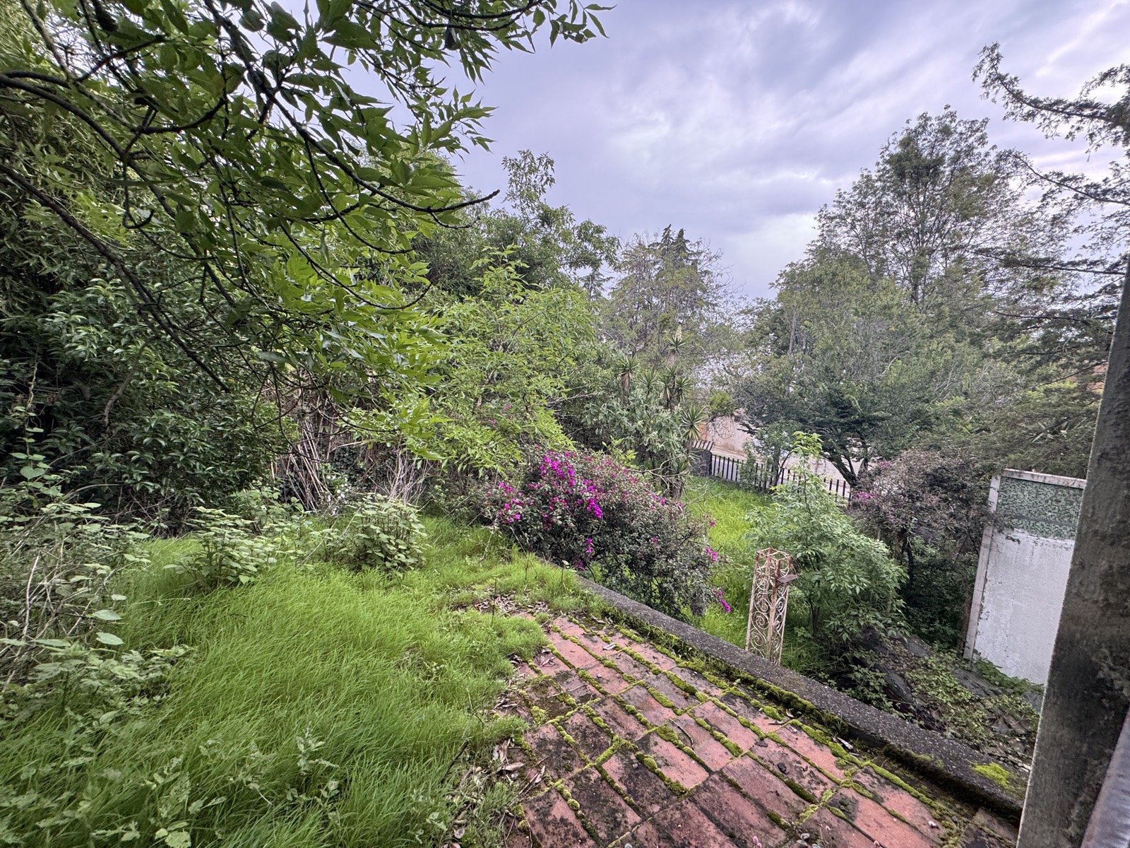 Jardín con bugambilias y arbolado maduro