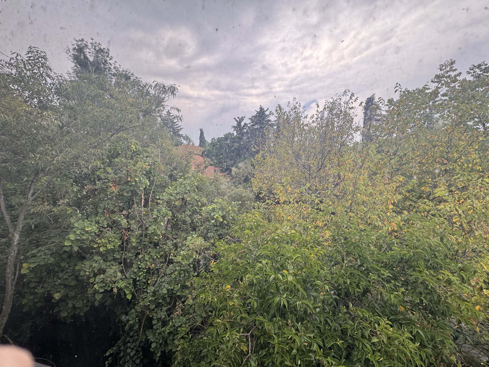 Vista desde ventana hacia el arbolado
